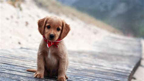 🔥 [30+] Cute Dog Laptop Wallpapers | WallpaperSafari