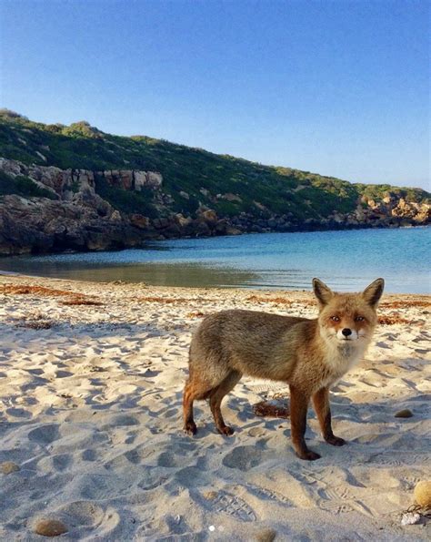 Fox On A Beach Rfoxes