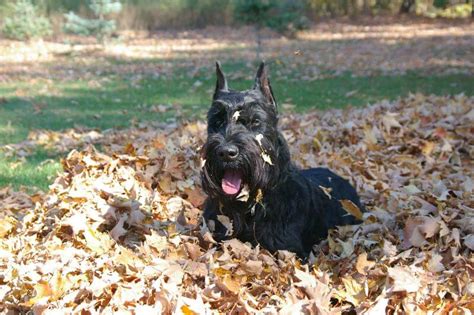 Giant Schnauzer Origin And History Showsight