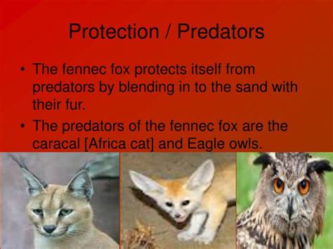 PPT - Fennec Fox PowerPoint Presentation - ID:4333234