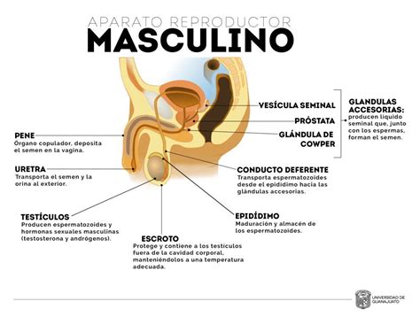 El Aparato Reproductor Masculino Es El Encargado De Garantizar La