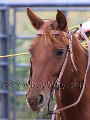 Horse Facial Markings Explained