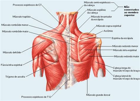 Músculo grande dorsal Anatomia I