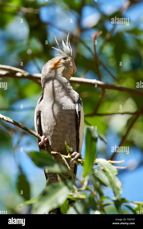 Cockatiel branch hi-res stock photography and images - Alamy