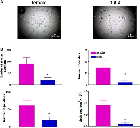 Frontiers Sex Differences In The Pro Angiogenic Response Of Human