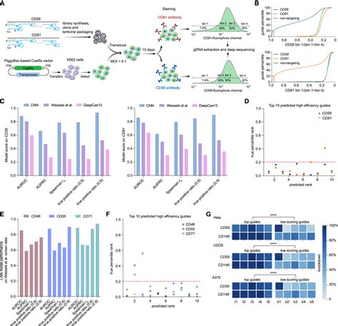 Deep Learning And Crispr Cas D Ortholog Discovery For Optimized Rna