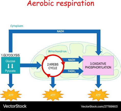 Process Of Aerobic Respiration