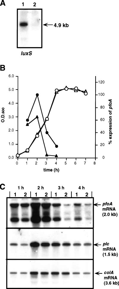 The Luxs Gene Is Involved In Cellcell Signalling For Toxin Production