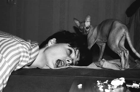 dead cat      dead cat stock  hd images