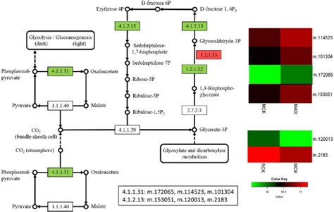 Differentially Expressed Proteins Involved In Carbon Fixation In