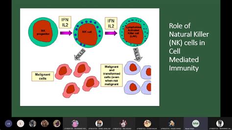 Cell Mediated Effector Response Part 2 Youtube