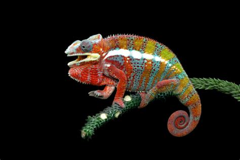 25 Signs Your Chameleon Is Happy And Healthy Reptile Craze