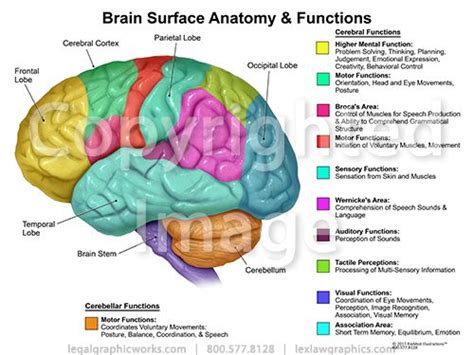 Parenchyma Brain