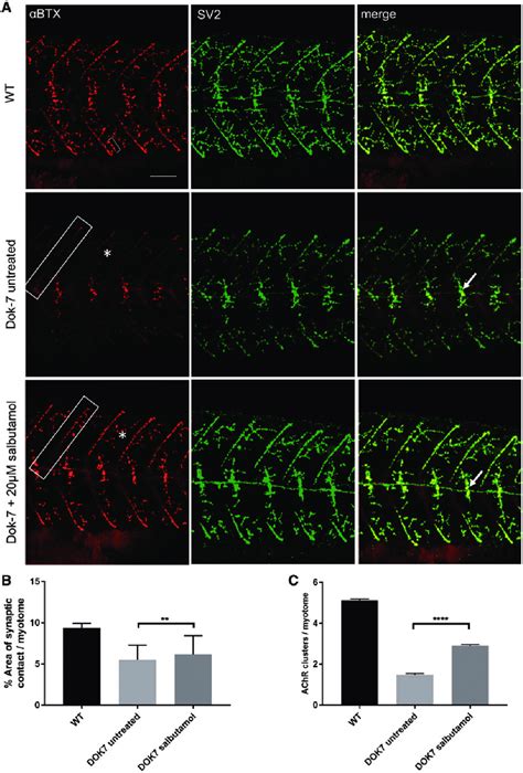 Salbutamol Treatment Of Dok Mo Injected Zebrafish Improves Nmj