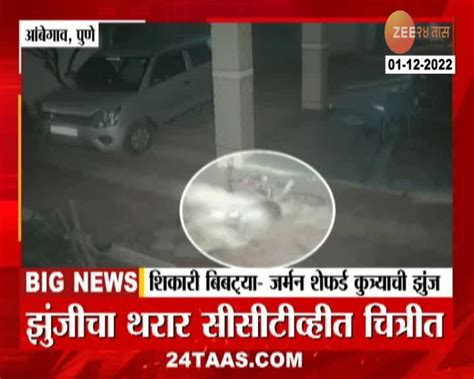 Leopard Attack On Dog Watch Cctv कुत्र्याचा प्रतिहल्ला बिबट्याला पडला