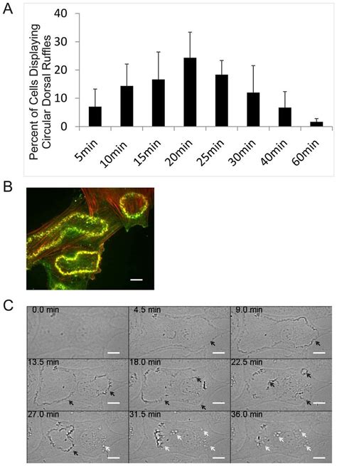 Pdgf Induces Circular Dorsal Ruffles In Rasm Cells A Primary Rasm