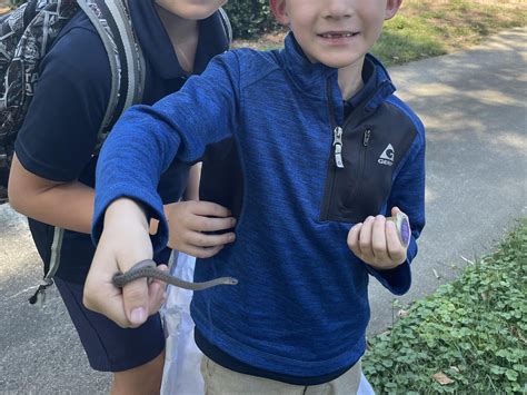 Kiddos found a Dekay’s brown snake in the yard : r/whatsthissnake