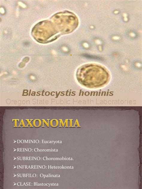 Blastocystis Hominis Biología Celular Infección