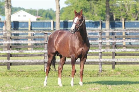 カリフォルニアクロームの本邦初年度産駒がjra初勝利 馬産地ニュース 競走馬のふるさと案内所