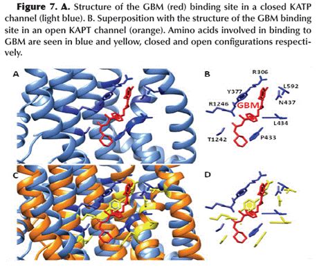 Structural Dynamics Between The Open And Closed Conformations Of The K