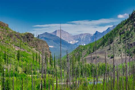 Pins Et Montagnes De Lodgepole De Parc National De Glacier Photo Stock