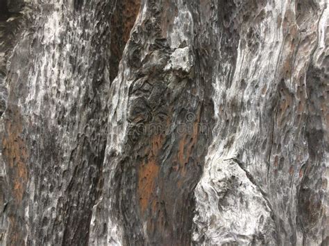 Stump Texture Stock Image Image Of Natural Environment 100763151