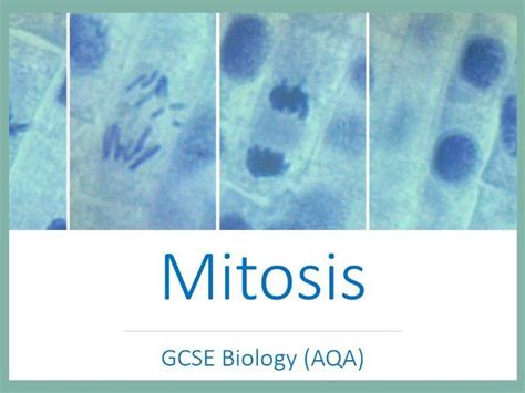 Mitosis Supplementary Slides And Worksheet Gcse Biology Aqa