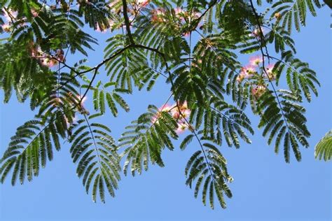 Graines D Albizia Julibrissin Rosea Arbre Soie Rose Boutique