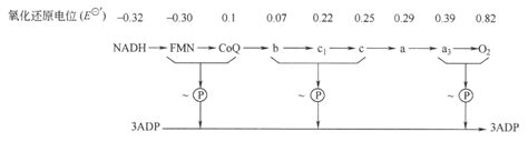 生物氧化解读生命化学挂云帆