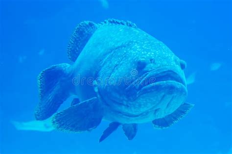 Giant grouper fish looking stock image. Image of beautiful - 40083661