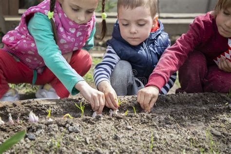 Children Plant Seeds In Open Ground In Spring Stock Image Image Of