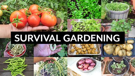 Survival Gardening Top 5 Vegetables To Grow In Your Garden In An Apocalypse Or Crisis