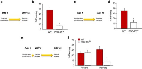 Postsynaptic Density Psd Deletion Impairs Retrieval And