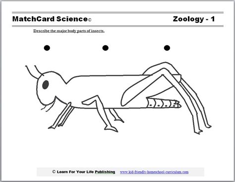 Insect Worksheet For 2nd Grade