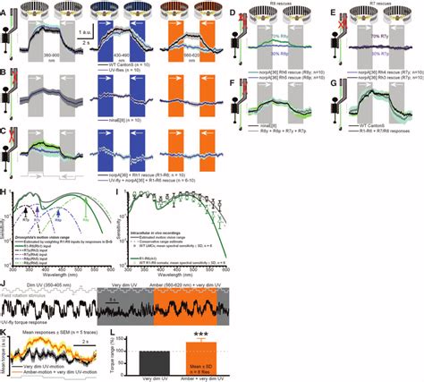 Signals From R R And R R Sum To Generate Optomotor Responses