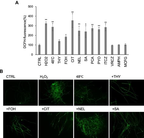 Ros Production In A Fumigatus Hyphae In Response To Antifungal