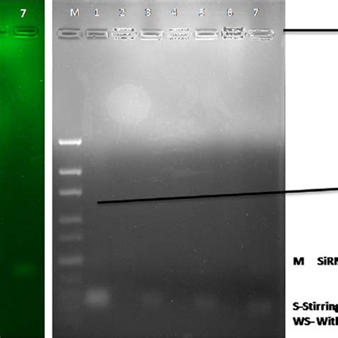 Gel Electrophoresis For SiRNA Loaded PLGA And CS PLGA Nanoparticles A