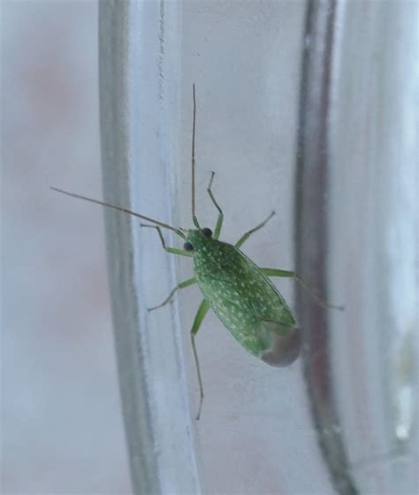 Réf 266293 INSECTA Heteroptera Miridae Orthotylus