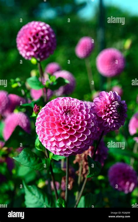 Dahlia Fermain Pink Dahlias Flower Flowers Bloom Blossom Perennial