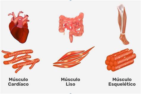 Forma Dos Musculos Em Anatomia Fotos Musculos Themeloader