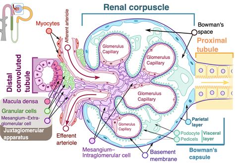 Glomerular Basement Membrane Structure