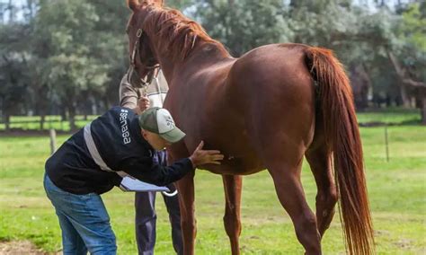 Primera Muerte Humana Por Encefalitis Equina En El Pa S La Br Jula