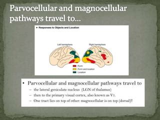 VISUAL PERCEPTION Pptx