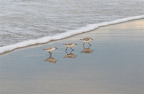 15400 Sandpipers On The Beach Stock Photos Pictures And Royalty Free