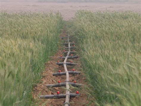 Wheat Farmers In Nigeria Embrace Smart Irrigation Practices Taat Africa