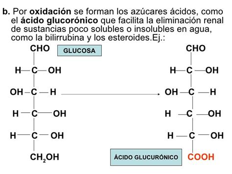 Los Glúcidos O Hidratos De Carbon Oiippt4