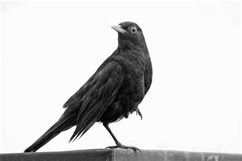 Satwa Burung Hitam Foto Gratis Di Pixabay Pixabay