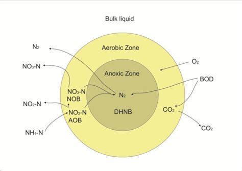 Diagram Of Snd In An Activated Sludge Floc Download Scientific Diagram