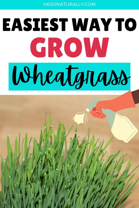 Surprising Easy Principles To Grow Wheatgrass Indoors Successfully Growing Wheat Grass Wheat