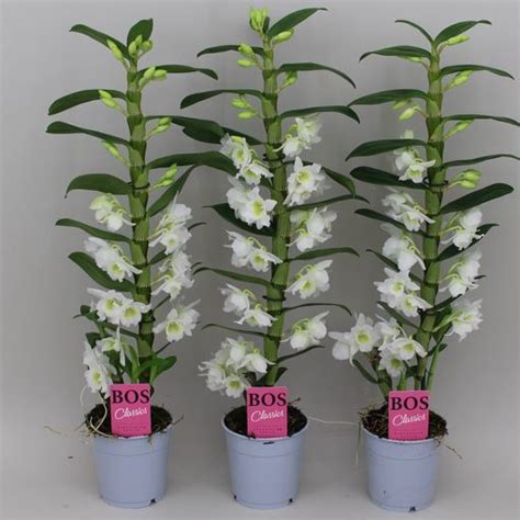 Dendrobium Nobile SPRING DREAM STAR CLASS APOLLON Plant Wholesale